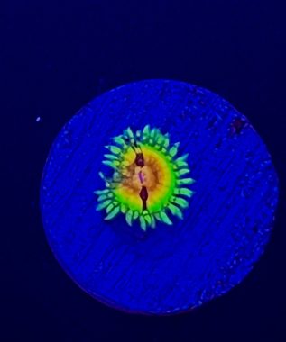 Blood Shot Zoa 10