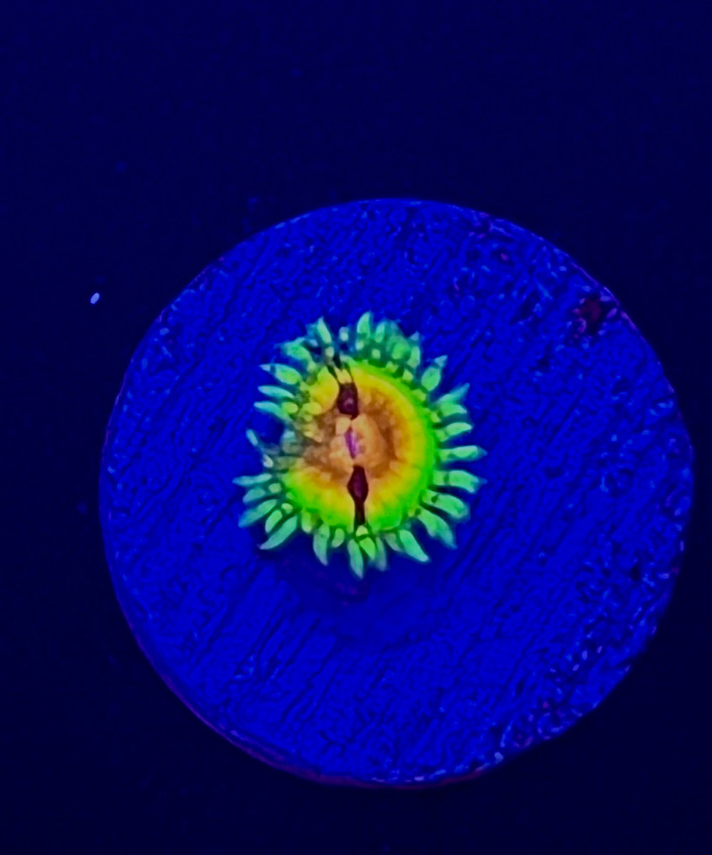 Zoanthids
