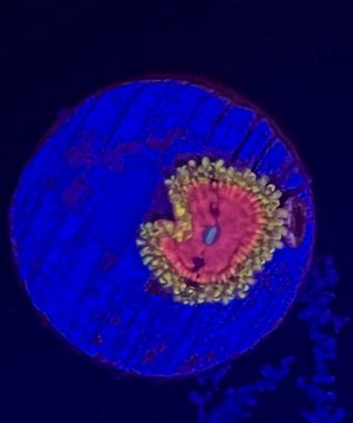 Pink Diamond Zoa 11