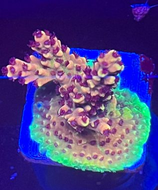Pink Cadillac Acro 13