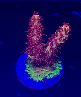 Red Planet Table Acro 15