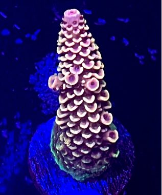 Spathulata Acro 16