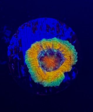 Ultra Japanese Acan 18