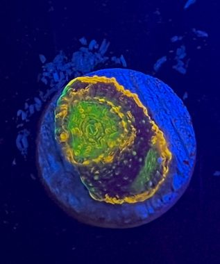 Rainbow Acan Enchinata 19
