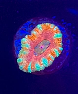 Ultra Acan 20