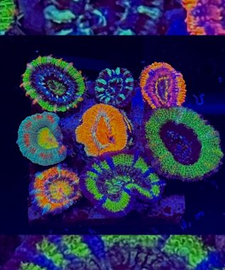 Garden Acan 21
