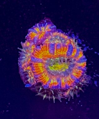 Rainbow Acan Plus Baby 22