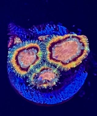 Acan Micromussa Ultra 23