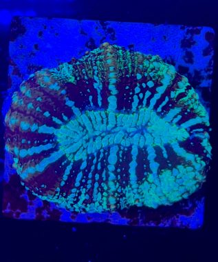 Symphyllia Willsoni 4