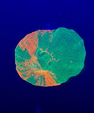 Scoly Frag 5