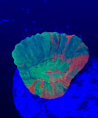 Scoly Frag 6