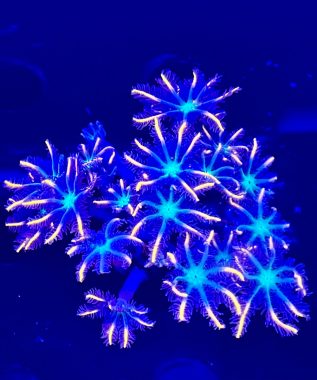 Fire works clove polyps 7