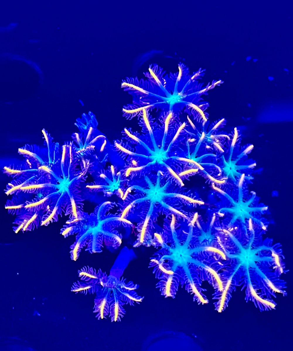 Soft Coral