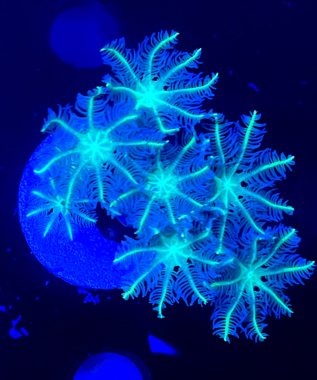 Neon Green Clove Polyps 8