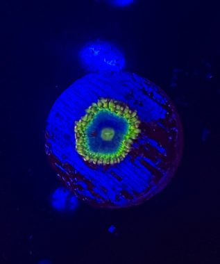 Blue Rhino Zoa 9
