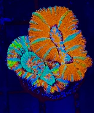 Symphyllia Wilsoni Combo 2