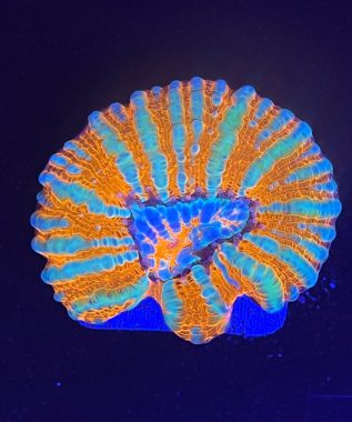 Symphyllia Wilsoni 3