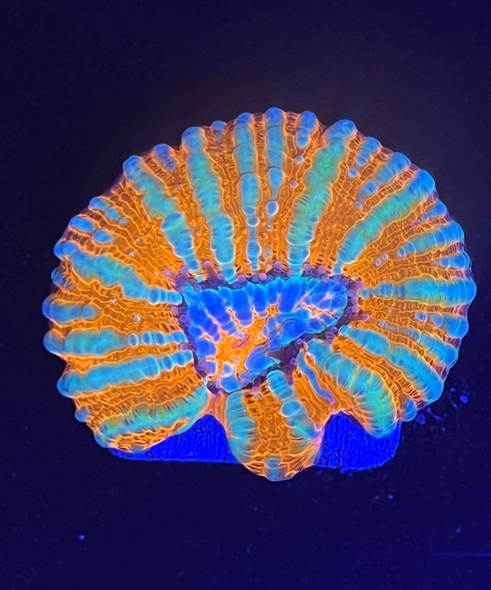 Scolymia
