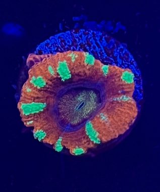 Tricolor Acan 24