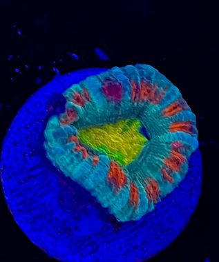 Ultra Acan 25