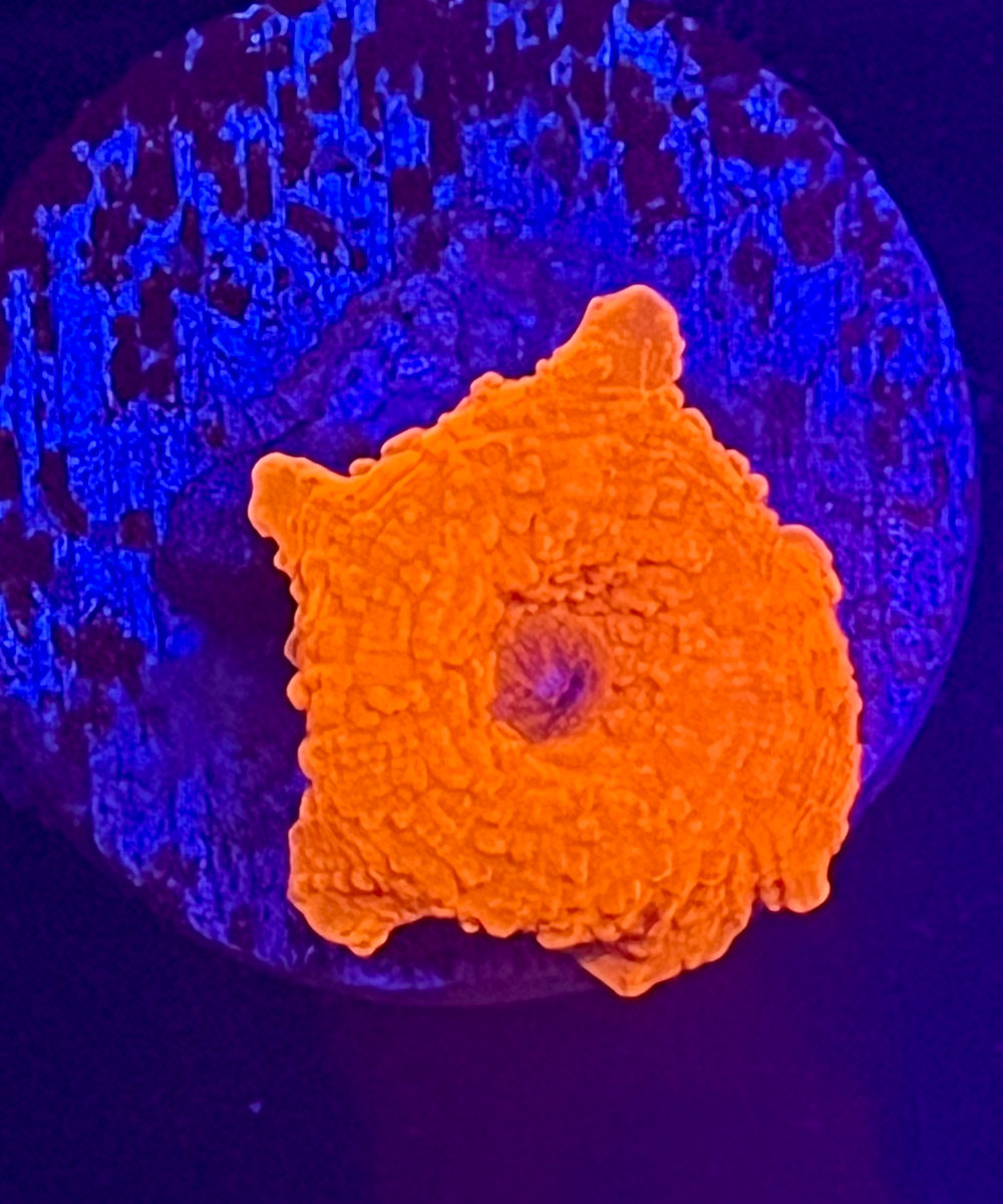 Mushroom Coral