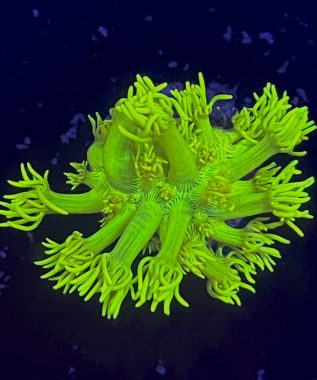 Highlighter Goni 29