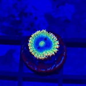 Rainbow Rhino - Image 1