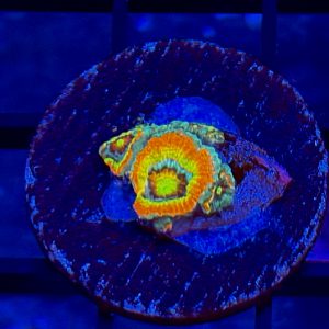 Holy Grail Micromussa Coral - Image 1