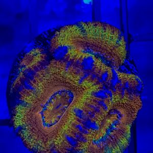 Rainbow Acan - Image 1