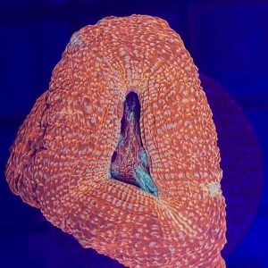 Pink Bowerbanki - Image 1