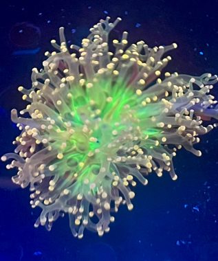 Pink Tip Frogspawn 32
