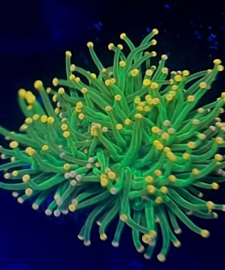 Yellow Tip Torch 33