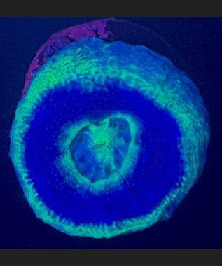 UFO Acan Bowerbanki 45