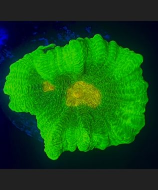Space Invader Pectinia Coral 49