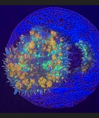 Mushroom Coral 50