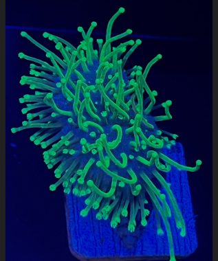 Weeping Willow Leather Coral 52