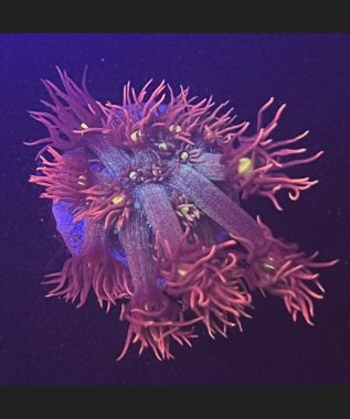 Goniopora Color 53