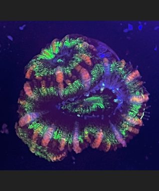 Tricolor Acan Plus 4 Babies 55