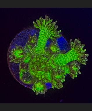 TCK Spaceballs Goniopora 56