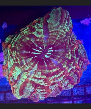 Indophyllia Coral 59