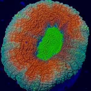 Tricolor Lobophyllia 60 - Image 1