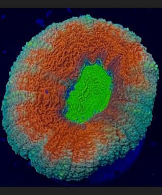 Tricolor Lobophyllia 60