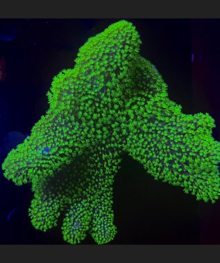 Aussie Green Toadstool Leather Coral 61