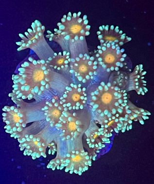 Yellow Eye Alveopora 62