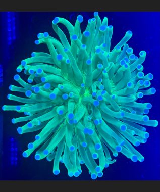 Long Tentacle Plate Coral 67