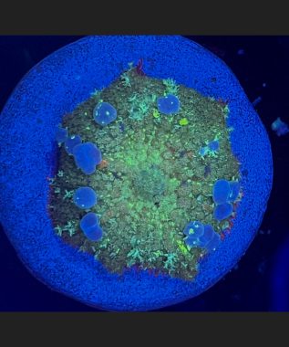 Blue Bounce Bubble Mushroom 68