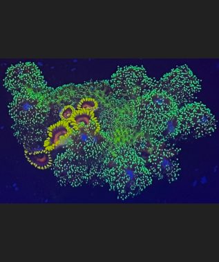 Pocillopora Combo 70