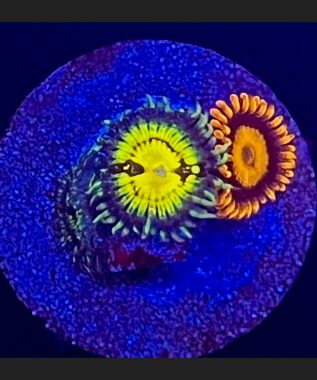 Butt Muncher Zoas 72