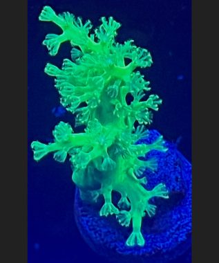 Sinularia Finger Leather Coral 73