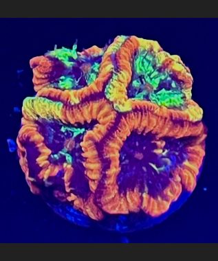 Jaw Breaker Favia 75